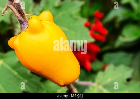 Singgle Gelb Nippel Früchte als Cedoration im Hof Garten in Indonesien. Nippel Obst frisch Nach gebadet in Regen. Stockfoto