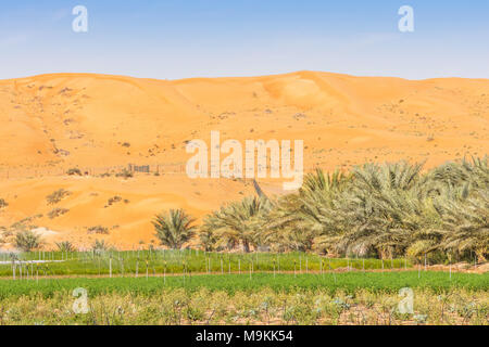 Eine wüste Bauernhof unter Dünen in der Nähe von Al Ain im Emirat Abu Dhabi, Vereinigte Arabische Emirate. Stockfoto