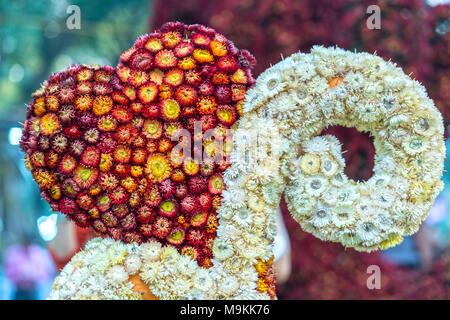 Xerochrysum bracteatum ist ein herzförmiges Ornament, Inneneinrichtung oder Garten benutzt werden, ist eine entspannende Landschaft für den Menschen zu schaffen. Stockfoto