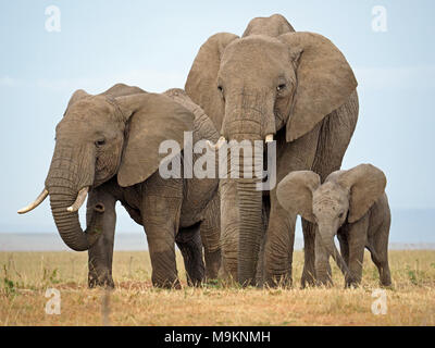 Gruppe Porträt von zwei Kuh afrikanischen Busch Elefanten mit verspielter junger Kälber (Loxodonta africana) auf Ebenen der Masai Mara, Kenia, Afrika Stockfoto