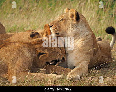 Teil der Stolz des Löwen (Panthera leo), bestehend aus zwei Löwinnen und einen jungen männlichen Kontakt - Kleber vor einem Sammelanschluss in der Masai Mara, Kenia, Afrika Stockfoto
