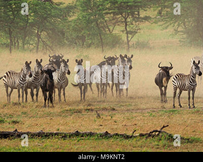 Staubige Herde von Gnus (connochaetes Taurinus) und Zebras (Equus quagga) Blick zurück am Wasserloch nach der Flucht lion Hinterhalt in der Masai Mara, Kenia Stockfoto