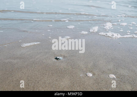 Auf Shell in der Nähe am Strand Stockfoto