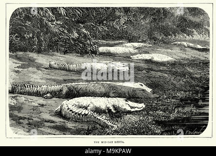 Gravur von Krokodilen ruht auf einem Fluss, Afrika, 19. Jahrhundert Stockfoto