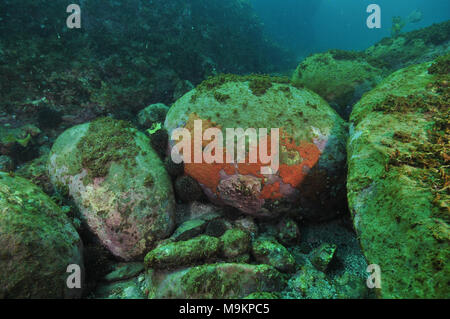 Große Felsbrocken am Meeresboden mit unangenehmen bräunlich kurze Algen mit Seeigel versteckt unter ihnen abgedeckt. Stockfoto