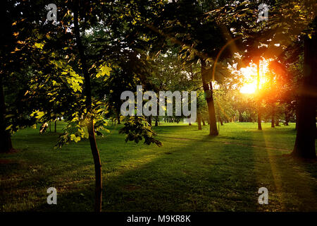 Sommer sonnige Waldbäume und grünen Rasen. Natur Holz Sonnenlicht Hintergrund. Augenblick getönt Bild Stockfoto