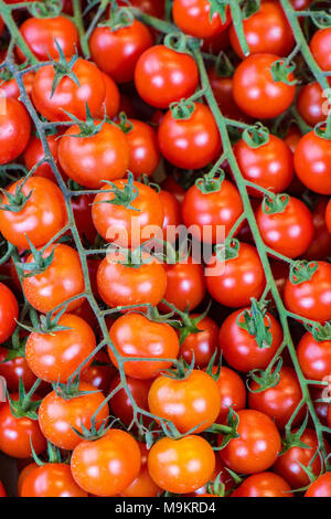 Schön hell rot Strauchtomaten auf Anzeige zum Verkauf auf einem Obst- und Gemüsehändler an der Borough Market in Central London. Tomaten frisch abgewürgt. Stockfoto