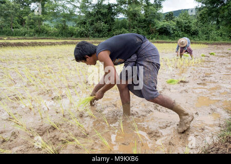 Dorfbewohner pflanze Reis in den Bereichen Daw-ta-da-Dorf, Kayin State, Myanmar Stockfoto