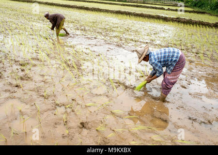 Dorfbewohner pflanze Reis in den Bereichen Daw-ta-da-Dorf, Kayin State, Myanmar Stockfoto