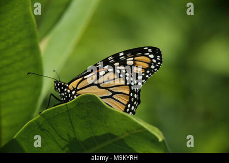 Foto von Sherry Hollister. Stockfoto