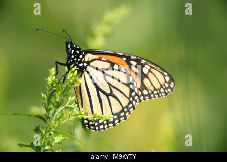 Foto von Sherry Hollister. Stockfoto