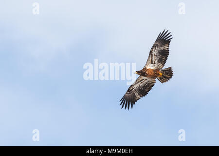 Red-tailed Hawk gegen teilweise bewölktem Himmel Stockfoto