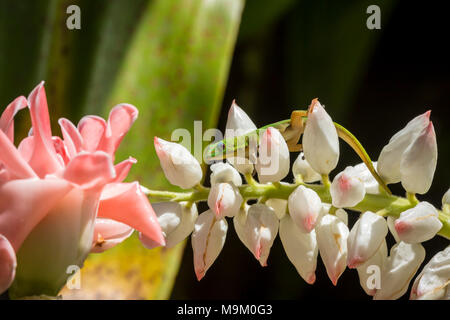 Bunte Gecko auf tropische Blumen Stockfoto