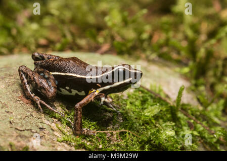 Die tarapoto Pfeilgiftfrosch (Ameerega altamazonica) wurde erst 2008 beschrieben nach einer wissenschaftlichen Revision der Gattung. Stockfoto