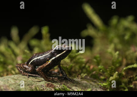 Die tarapoto Pfeilgiftfrosch (Ameerega altamazonica) wurde erst 2008 beschrieben nach einer wissenschaftlichen Revision der Gattung. Stockfoto