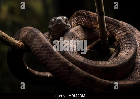 Ein NEOTROPISCHER Schnecke Essen Schlange (Dipsas indica) aus dem Dschungel von Peru. Harmelss für Menschen, diese Spezies Feeds ganz auf Schnecken auf Schnecken. Stockfoto