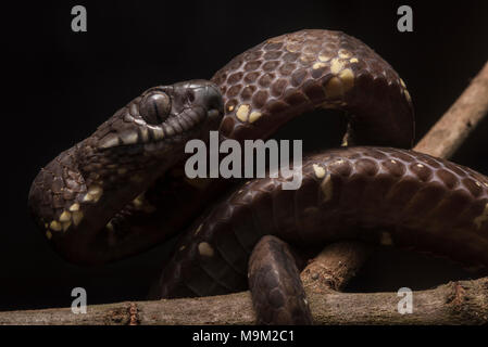 Ein NEOTROPISCHER Schnecke Essen Schlange (Dipsas indica) aus dem Dschungel von Peru. Harmelss für Menschen, diese Spezies Feeds ganz auf Schnecken auf Schnecken. Stockfoto