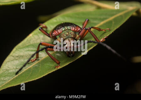 Irgendeine Art der Käfer aus tropischen Peru, gefunden auf diesem Blatt im tropischen Regenwald. Stockfoto