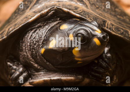 Nahaufnahme einer gelbköpfigen Seitenhalsschildkröte (Podocnemis unifilis), einer bedrohten Süßwasserschildkrötenart aus Südamerika. Stockfoto