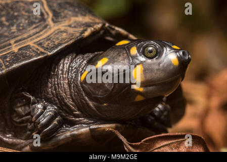 Nahaufnahme einer gelbköpfigen Seitenhalsschildkröte (Podocnemis unifilis), einer bedrohten Süßwasserschildkrötenart aus Südamerika. Stockfoto