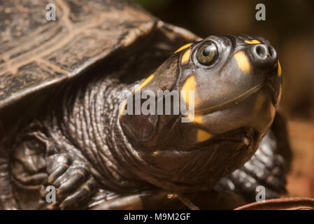 Nahaufnahme einer gelbköpfigen Seitenhalsschildkröte (Podocnemis unifilis), einer bedrohten Süßwasserschildkrötenart aus Südamerika. Stockfoto