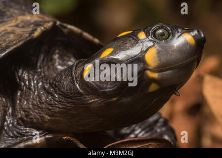 Nahaufnahme einer gelbköpfigen Seitenhalsschildkröte (Podocnemis unifilis), einer bedrohten Süßwasserschildkrötenart aus Südamerika. Stockfoto