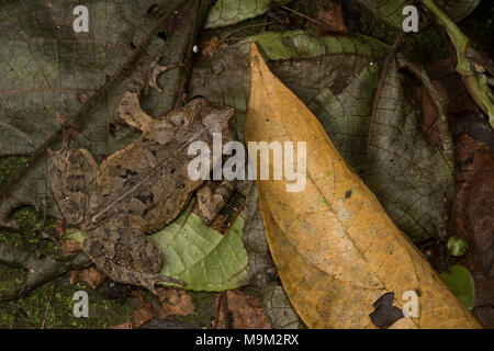 Eine südamerikanische Erdkröte (Rhinella margaritifera) Hidden in plain Sight inmitten der Blattsänfte. Stockfoto