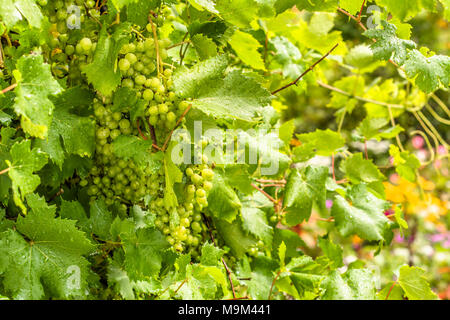 Trauben von grünen Trauben am Weinstock im Weinberg, der Ernte aus weißen Trauben im Herbst Stockfoto