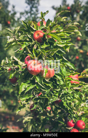 Apple Orchard voll von Rip-rote Früchte im sonnigen Sommertag Stockfoto