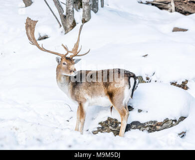 Majestuous männlichen Damwild in einer verschneiten Dekor bei Omega Park, Montebello, Quebec, Kanada Stockfoto
