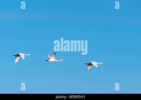 Migration von Weißen singschwänen in einer Reihe fliegen durch einen blauen Himmel Stockfoto