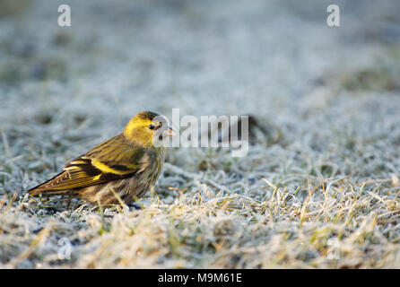 Siskin (Carduelis spinus) sitzt auf der mattierten Gras am Morgen und sucht für das Saatgut. Frühling, März in Polen. Horizontale Ansicht. Stockfoto