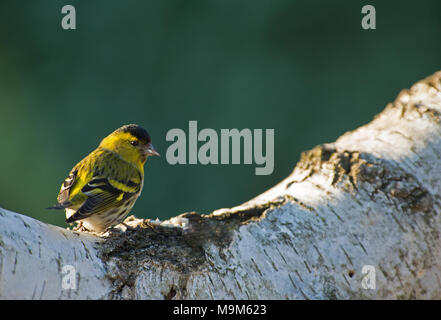 Siskin männlichen am Morgen, auf den Stamm einer Birke ißt Samen. horizontale Ansicht. Stockfoto