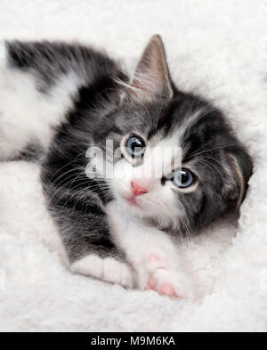 Nahaufnahme von Sleepy Kitten mit blauen Augen in einem flauschigen Bett Stockfoto