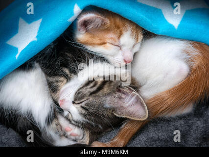 Zwei süße flauschige Kätzchen schlafen auf den Kopf unter einer Decke Stockfoto