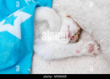 Single süße müde Baby Kätzchen auf den Kopf unter einer Decke schlafen Stockfoto