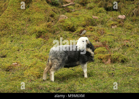 Eine einzelne Herdwick-schafe im Lake District, Cumbria, UK. Stockfoto