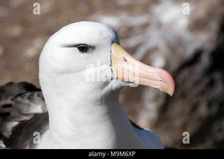 Schwarz der tiefsten Albatross Thalassarche melanophrism Erwachsene in der Kolonie, West Point Island, Falkland Inseln Stockfoto