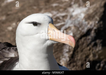 Schwarz der tiefsten Albatross Thalassarche melanophrism Erwachsene in der Kolonie, West Point Island, Falkland Inseln Stockfoto