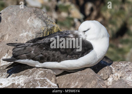 Schwarz der tiefsten Albatross Thalassarche melanophrism Erwachsene in der Kolonie, West Point Island, Falkland Inseln Stockfoto