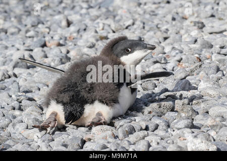 Adelie penguin Pygoscelis adeliae Übersicht Küken auf dem Boden liegend Kühlen, Brown Bluff, Antarktis Stockfoto