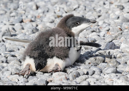 Adelie penguin Pygoscelis adeliae Übersicht Küken auf dem Boden liegend Kühlen, Brown Bluff, Antarktis Stockfoto