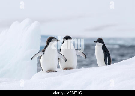 Adelie penguin Pygoscelis adeliae drei Küken stehend auf eisbergs, Brown Bluff, Antarktis Stockfoto