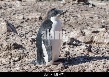 Adelie penguin Pygoscelis adeliae zeigen junge Küken stehend auf Strand, Brown Bluff, Antarktis Stockfoto