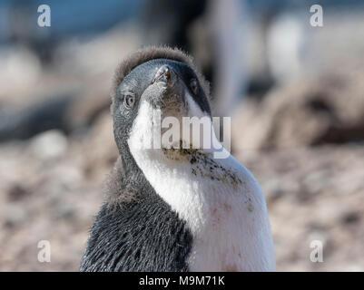 Adelie penguin Pygoscelis adeliae zeigen junge Küken stehend auf Strand, Brown Bluff, Antarktis Stockfoto