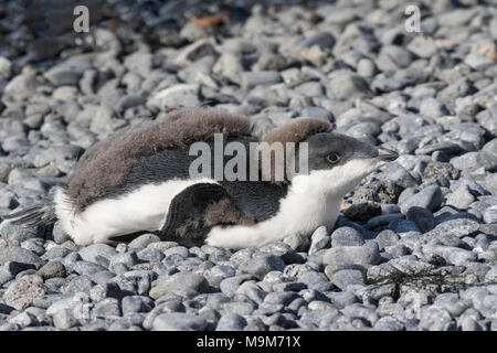 Adelie penguin Pygoscelis adeliae Übersicht Küken auf dem Boden liegend Kühlen, Brown Bluff, Antarktis Stockfoto