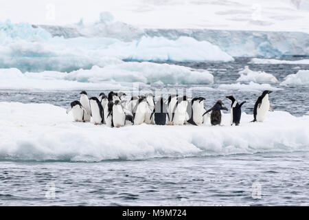 Adelie penguin Pygoscelis adeliae Gruppe der Erwachsenen und Küken auf Eisberg versammelt, Hope Bay, Antarktis Stockfoto