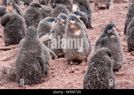 Adelie penguin Pygoscelis adeliae Übersicht Küken in der Kinderkrippe in rookery, Paulet Island in der Antarktis Stockfoto