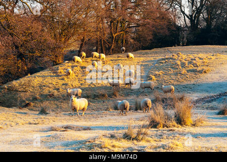 Schafe im frostigen Bereich neben dem Fluss Ribble in der Nähe von Ribchester, Lancashire Stockfoto