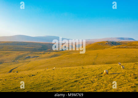 Ingleborough von lange Narbe in den Yorkshire Dales National Park, England Stockfoto